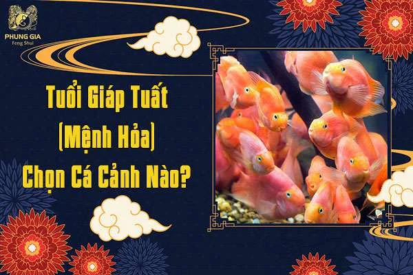 Tuổi Giáp Tuất Mệnh Hỏa Chọn Cá Cảnh Nào