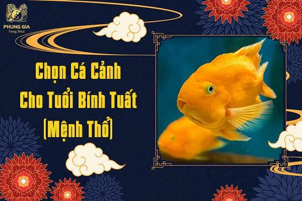 Chọn Cá Cảnh Cho Tuổi Bính Tuất
