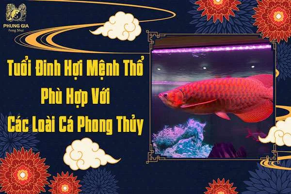 Gia Chủ Tuổi Đinh Hợi Mệnh Thổ Phù Hợp Nuôi Cá Gì