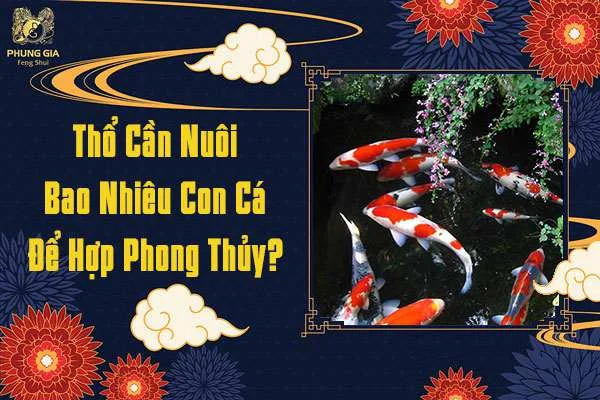 Mệnh Thổ Cần Nuôi Bao Nhiêu Cá Koi