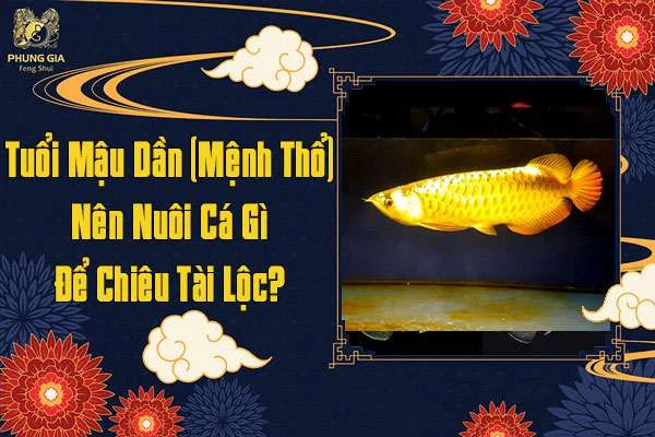 Tuổi Mậu Dần Mệnh Thổ Nên Nuôi Cá Gì Để Chiêu Tài