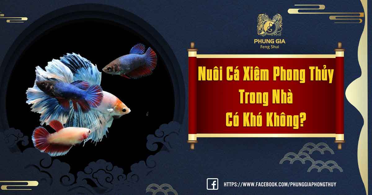 Nuôi Cá Xiêm Phong Thủy