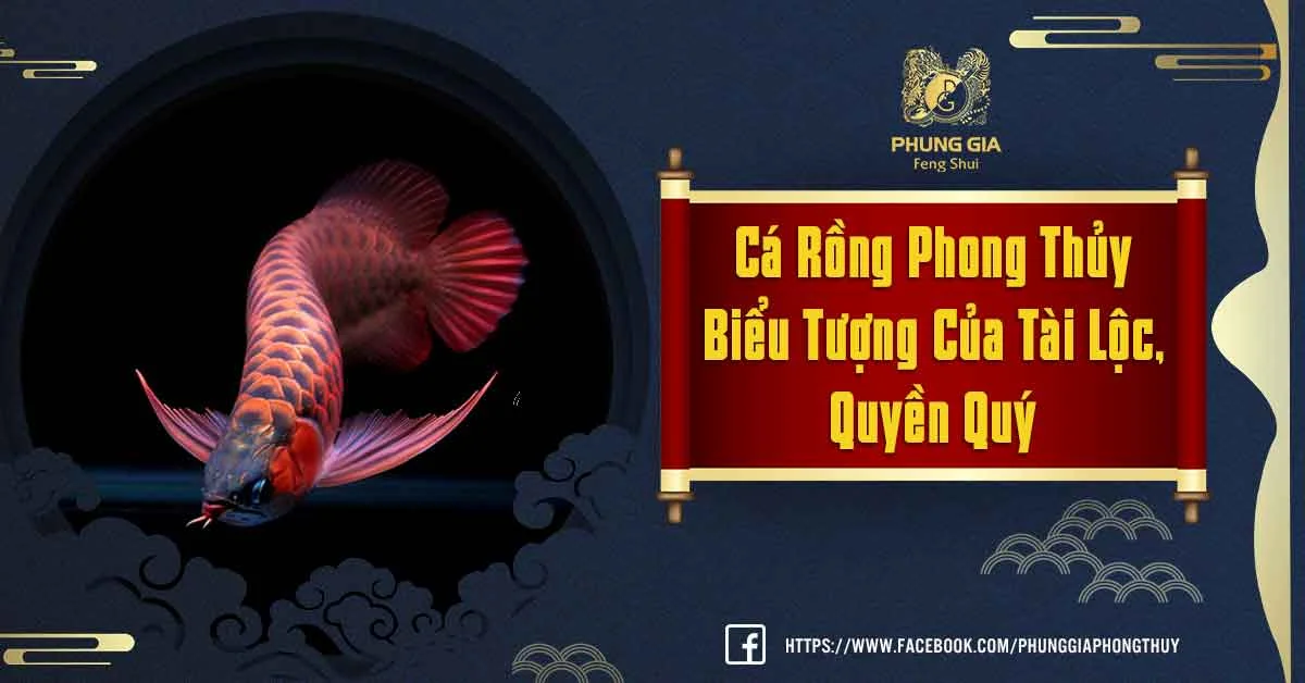 Nuôi Cá Rồng Phong Thủy Gia Tăng Oai Phong, Kích Nguồn Tài Lộc