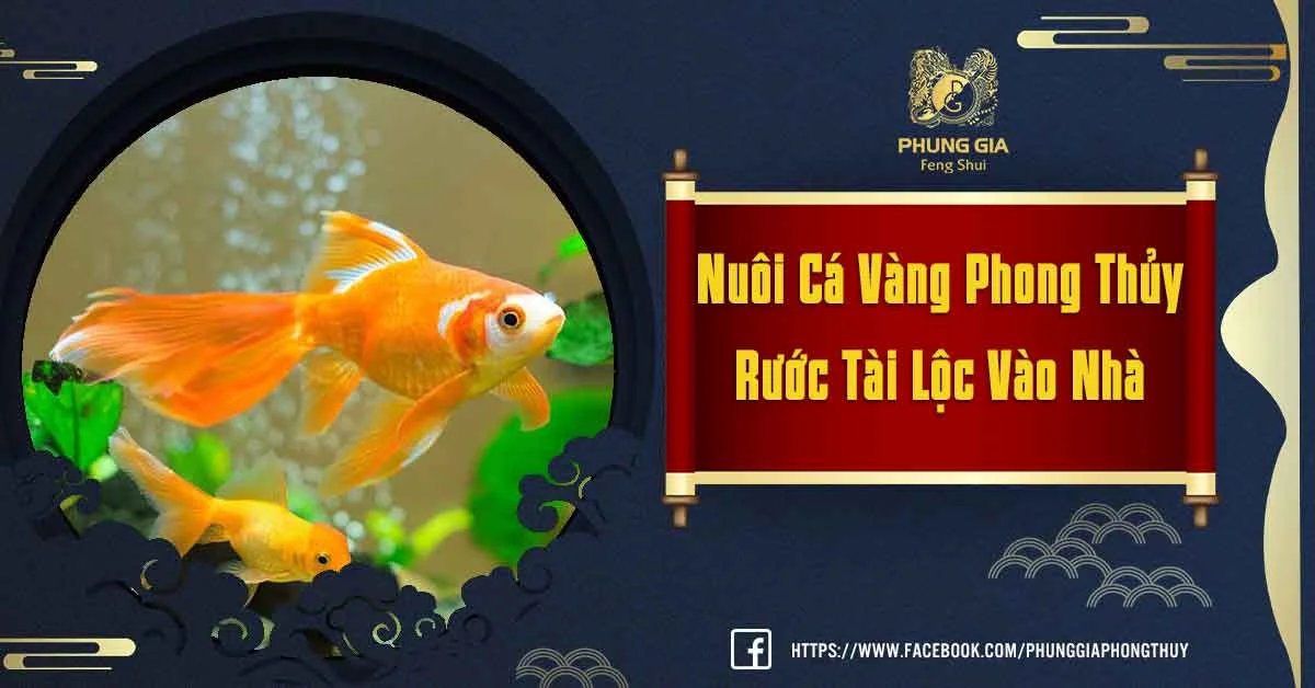 Rước Tài Lộc, Vận May Và Nhà Khi Chọn Nuôi Cá Vàng Phong Thủy