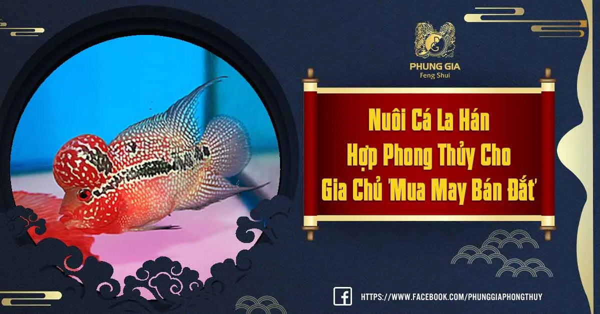 Nuôi Cá La Hán Phong Thủy Thể Hiện Đẳng Cấp Bản Thân