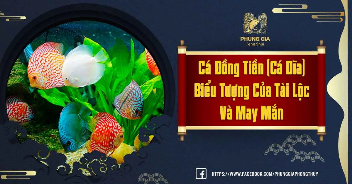 Nuôi Cá Dĩa Phong Thủy – Xu Hướng Được Ưa Chuộng Trong Thời Đại 4.0