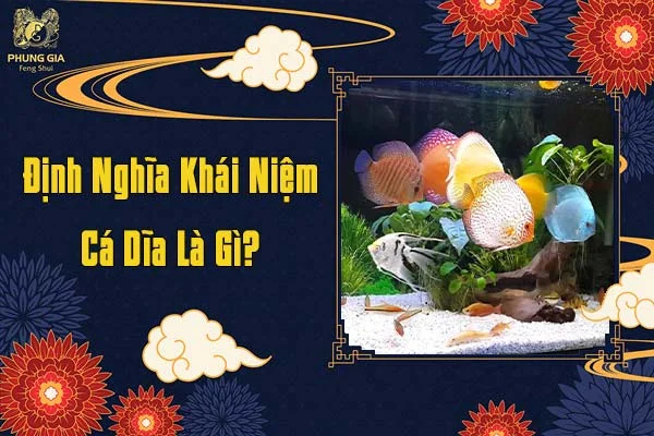Định Nghĩa Cá Dĩa Là Gì