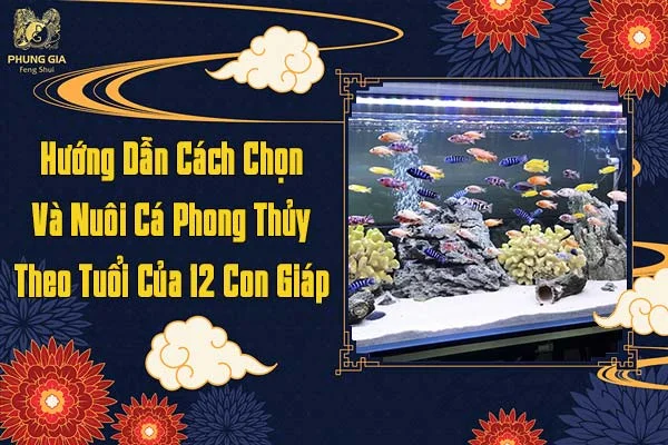 Hướng Dẫn Cách Chọn Và Nuôi Cá Phong Thủy Theo Tuổi Của 12 Con Giáp