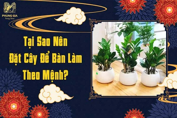 Tại Sao Nên Đặt Cây Để Bàn Làm Việc Theo Mệnh