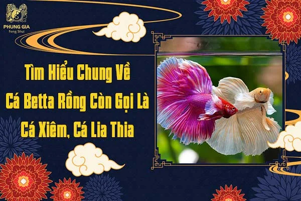 Tìm Hiểu Chung Về Cá Betta