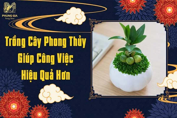 Trồng Cây Phong Thủy Giúp Công Việc Hiệu Quả Hơn