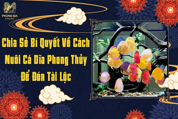 Chia Sẻ Bí Quyết Về Cách Nuôi Cá Dĩa Phong Thủy Để Đón Tài Lộc