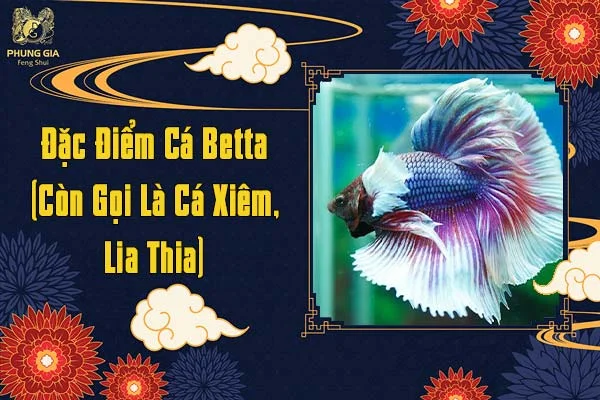 Đặc Điểm Của Cá Betta