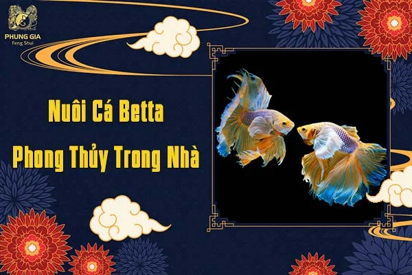 Nuôi Cá Phong Thủy Trong Nhà