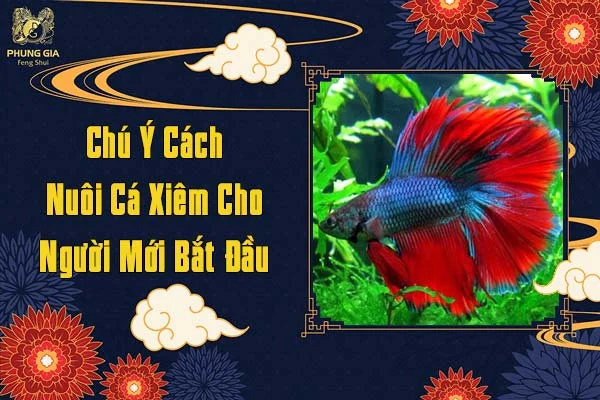 Chú Ý Cách Nuôi Cá Xiêm Cho Người Mới Bắt Đầu