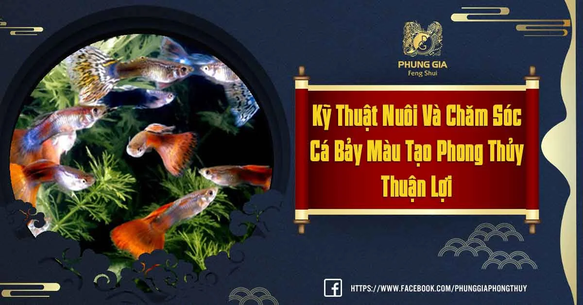 Nuôi Cá Bảy Màu Theo Phong Thủy Có Thật Sự Quá Khó Hay Không