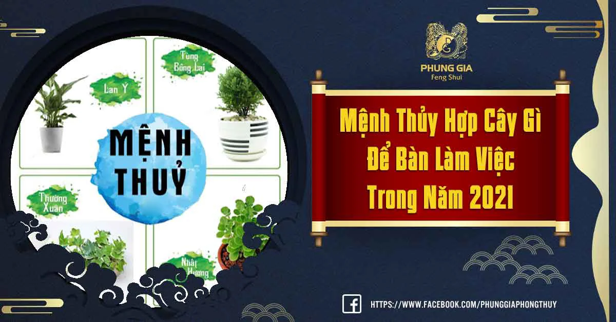 Tư Vấn Mệnh Thủy Hợp Cây Gì Để Bàn Làm Việc