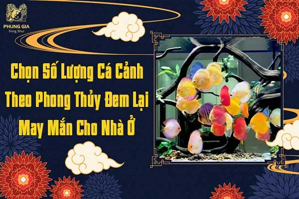 Số Lượng Cá Cảnh Theo Phong Thủy Đem Lại May Mắn Cho Nhà Ở