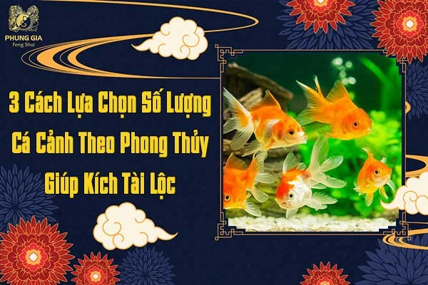 3 Cách Lựa Chọn Số Lượng Cá Cảnh Theo Phong Thủy Giúp Kích Tài Lộc