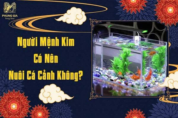 Người Mệnh Kim Có Nên Nuôi Cá Cảnh Không
