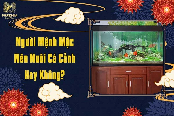 Người Mệnh Mộc Nên Nuôi Cá Cảnh Hay Không