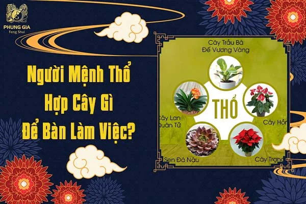 Người Mệnh Thổ Hợp Cây Gì Để Bàn Làm Việc