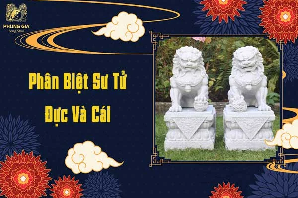 Phân Biệt Sư Tử Đực Và Cái