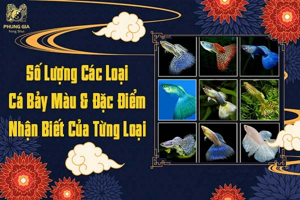 Số Lượng Các Loại Cá Bảy Màu Và Đặc Điểm Nhận Biết Của Từng Loại