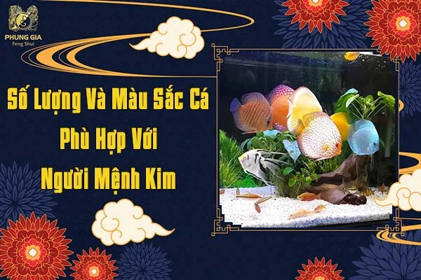 Số Lượng Và Màu Sắc Cá Phù Hợp Với Người Mệnh Kim