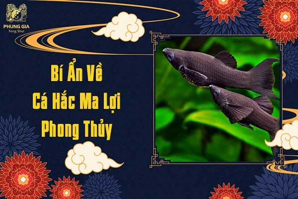 Bí Ẩn Về Cá Hắc Ma Lợi Phong Thủy