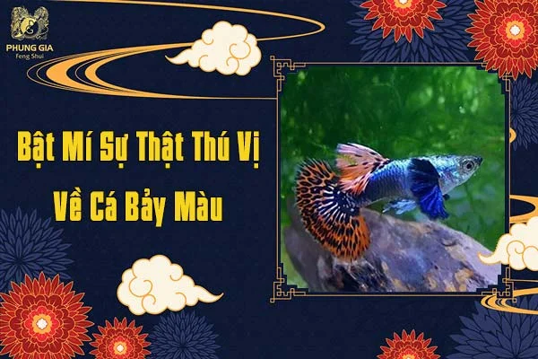 Bí Mật Sự Thật Thú Vị Về Cá Bảy Màu