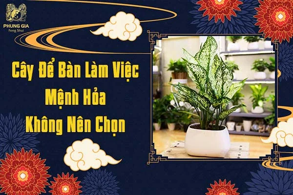 Cây Để Bàn Làm Việc Mệnh Hỏa Không Nên Chọn