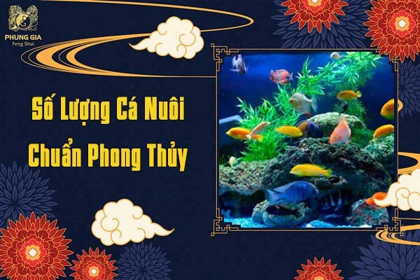 Số Lượng Cá Nuôi Chuẩn Phong Thủy