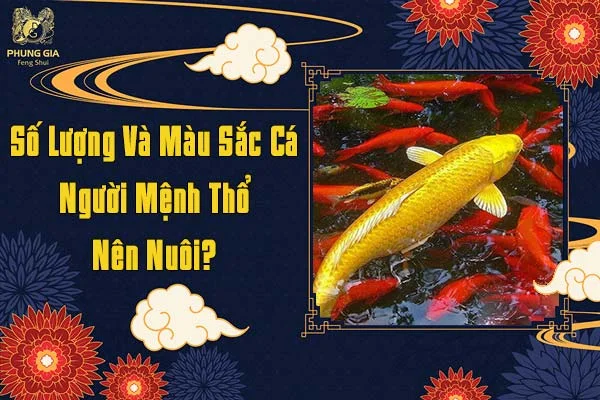 Số Lượng Và Màu Sắc Cá Người Mệnh Thổ Nên Nuôi