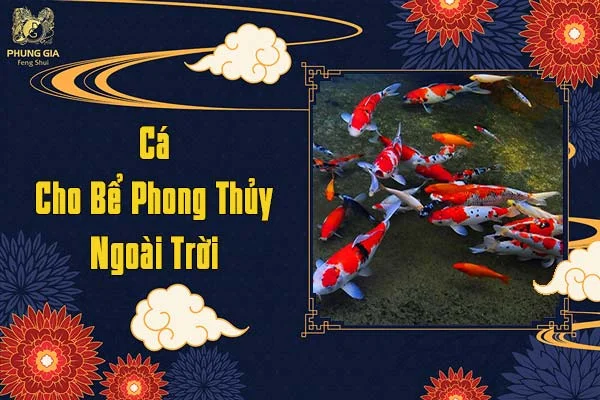 Cá Cho Bể Phong Thủy Ngoài Trời