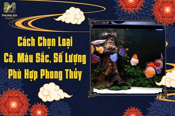 Cách Chọn Loại Cá Màu Sắc Số Lượng Phù Hợp Phong Thủy