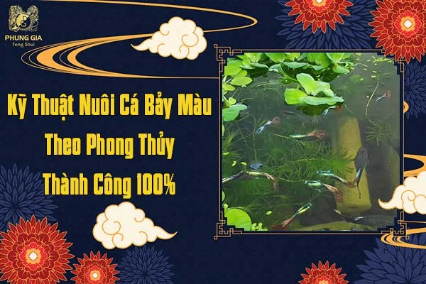Kỹ Thuật Nuôi Cá Bảy Màu Theo Phong Thủy Thành Công