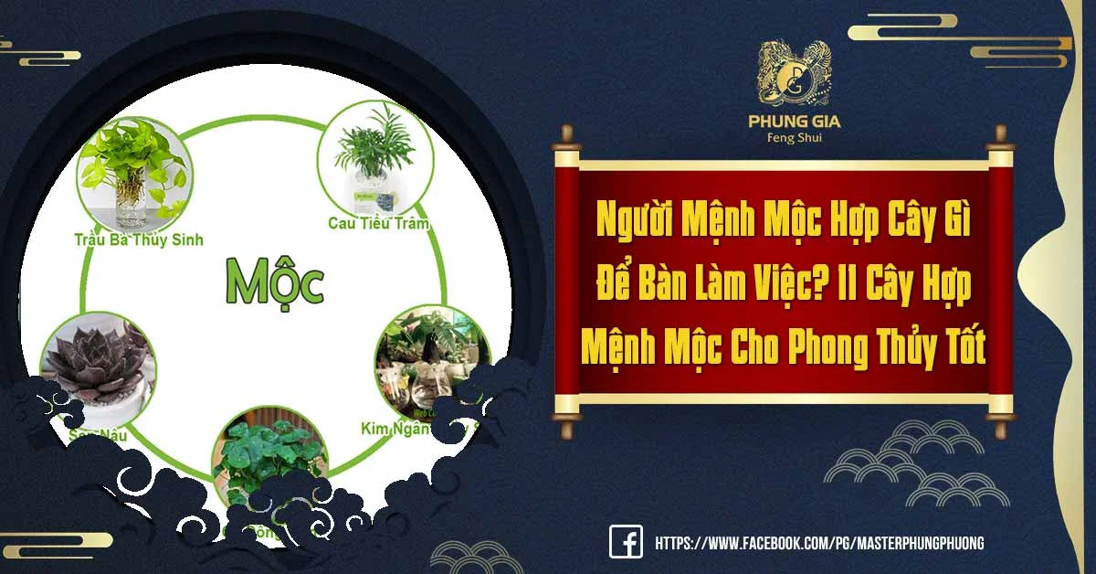 Bật Mí Về Người Mệnh Mộc Hợp Cây Gì Để Bàn Làm Việc?