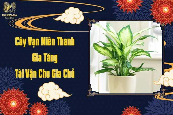 Cây Vạn Niên Thanh