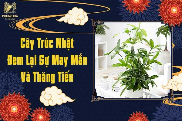 Cây Trúc Nhật