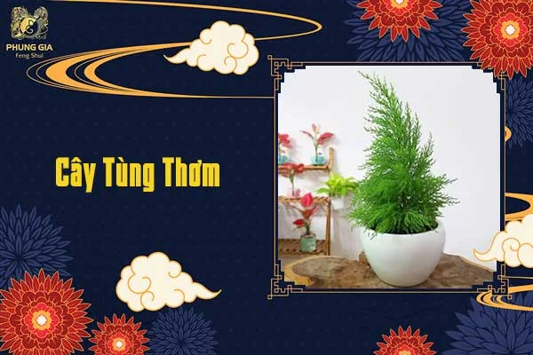Cây Tùng Thơm