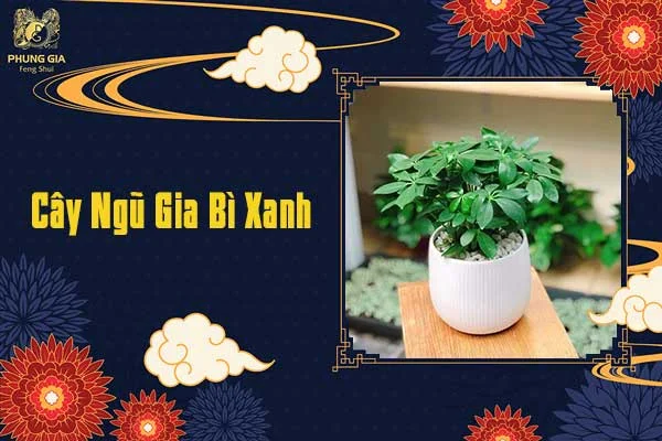 Cây Ngũ Gia Bì Xanh