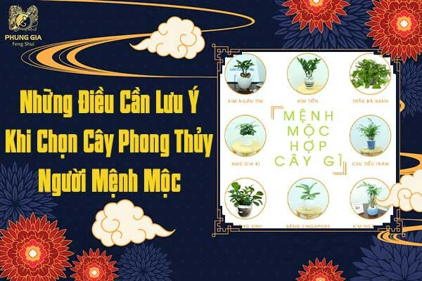 Lưu Ý Khi Chọn Cây Phong Thủy Để Bàn Cho Người Mệnh Mộc