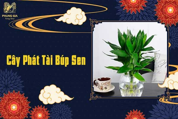 Cây Phát Tài Búp Sen