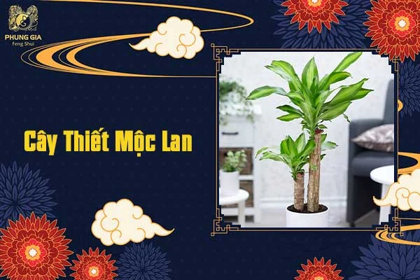 Cây Thiết Mộc Lan